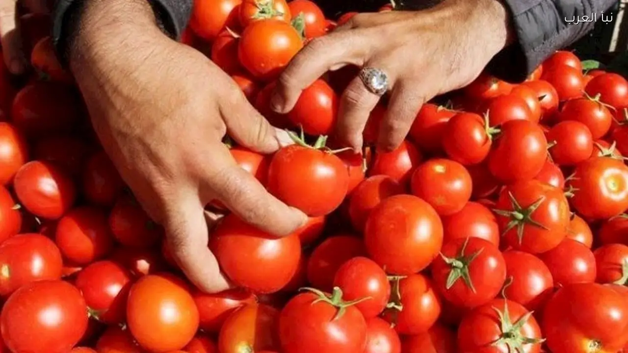 ارتفاع أسعار الطماطم في سوق العبور اليوم