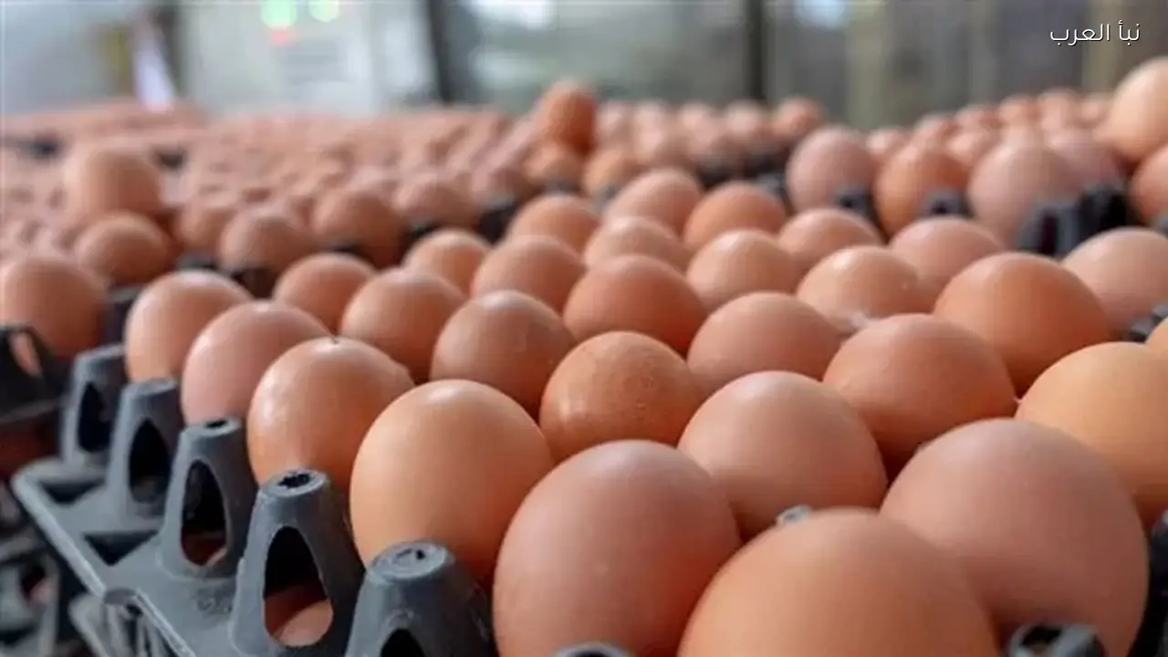 أسعار البيض تنخفض اليوم الأحد في الأسواق