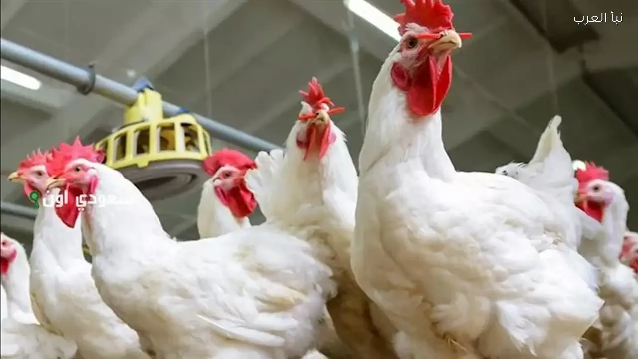ارتفاع أسعار الدواجن في الأسواق اليوم الثلاثاء
