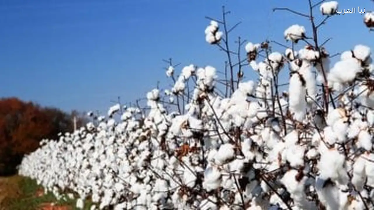 لماذا يُعتبر القطن المصري الأكثر شهرة عالميًا؟