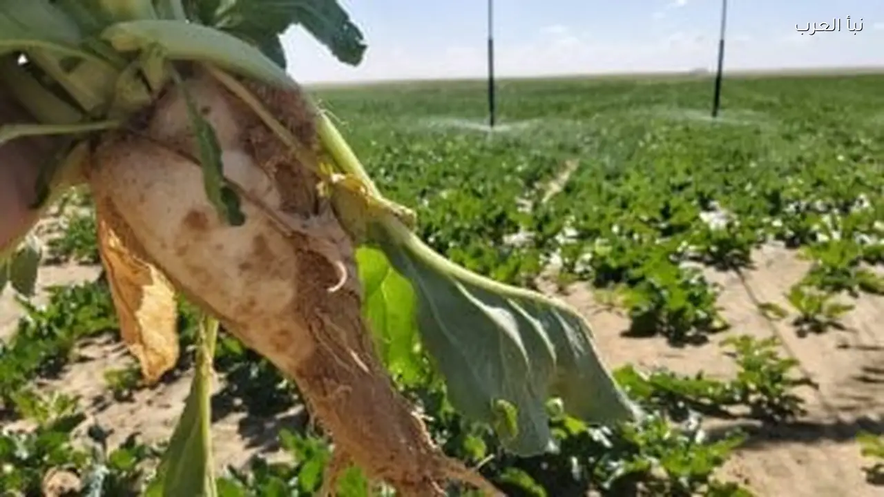 “مستقبل مصر يعيد تشكيل سوق السكر من العجز إلى التصدير”